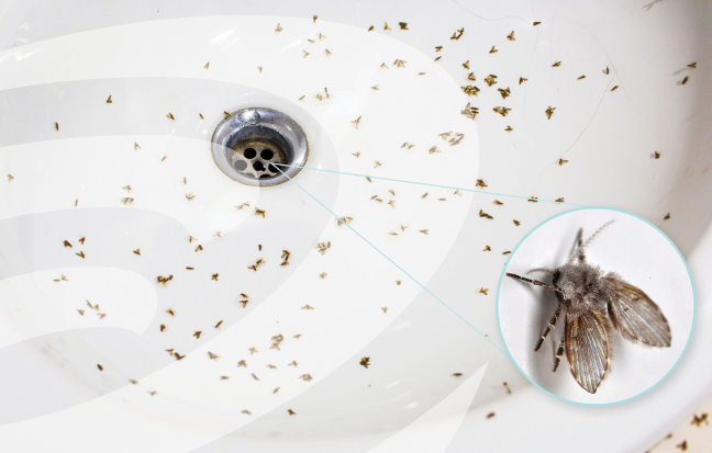 get rid of drain flies